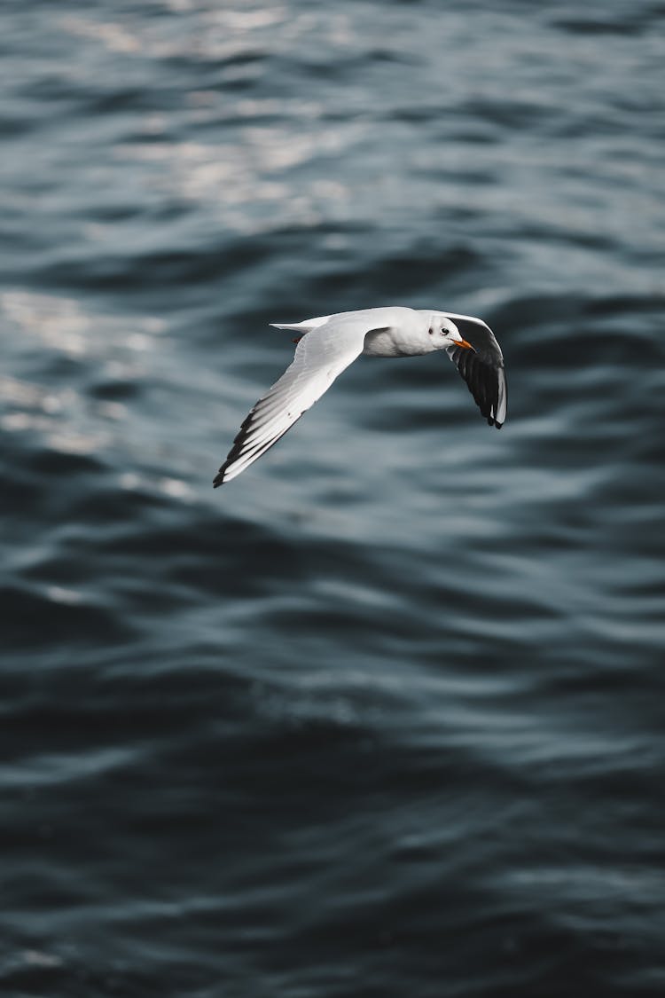 Bird Flying Over Sea