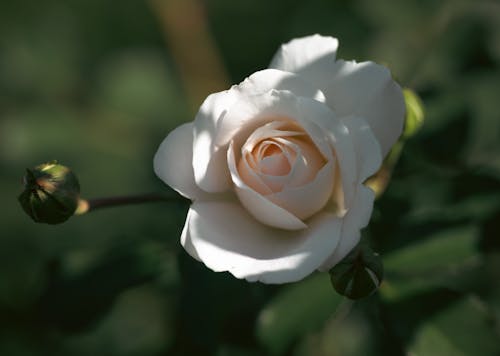 Close-Up Shot of a Blooming White Rose Flower