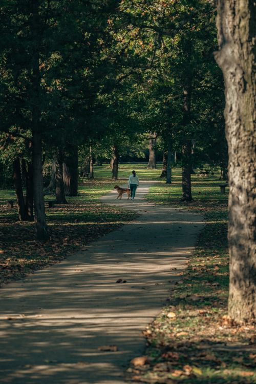 Free A woman walks her dog through a leafy park on a peaceful day. Stock Photo
