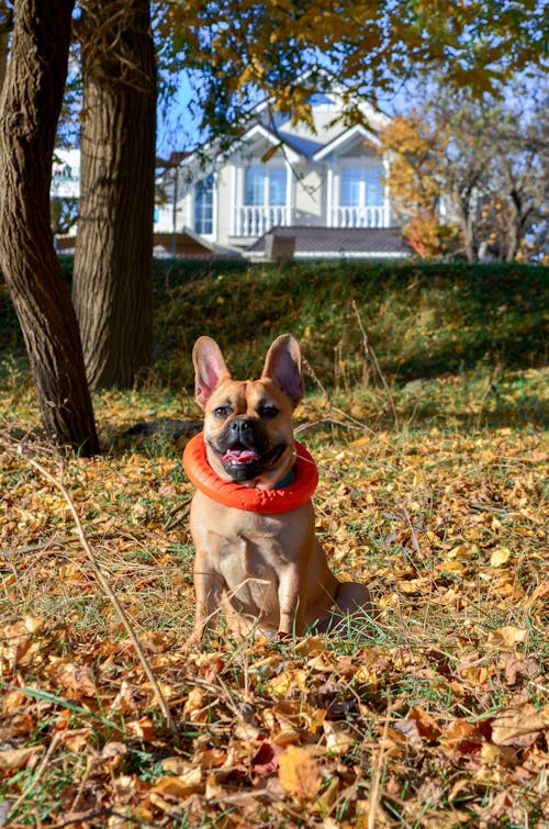 A Dog Sitting on the Yard with Fallen Leaves Near a Tree