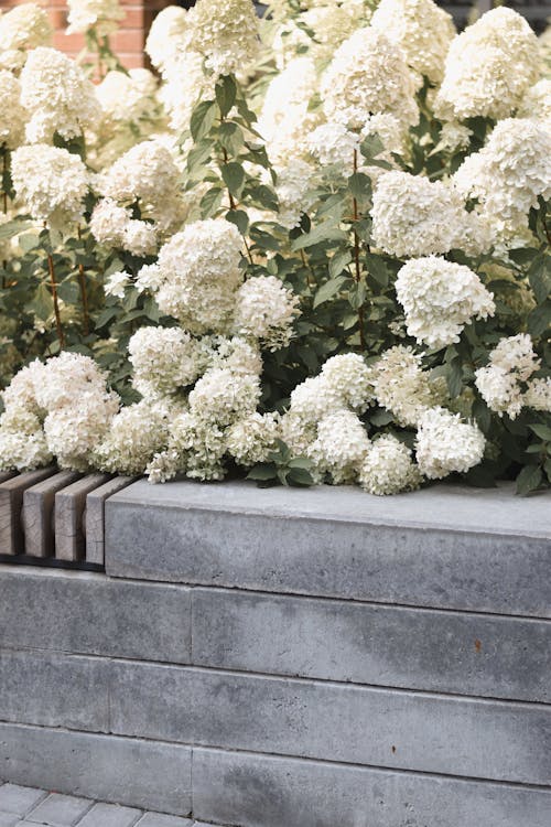 White Flowers on Gray Concrete Bench