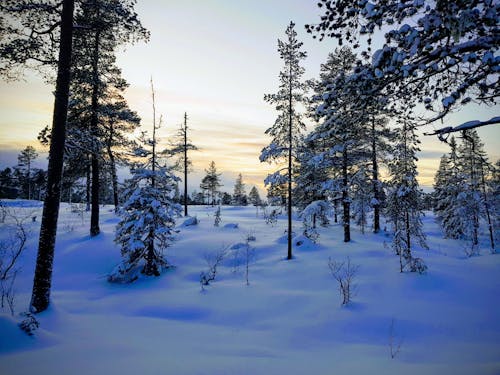 Gratis lagerfoto af jage, Norge, skov