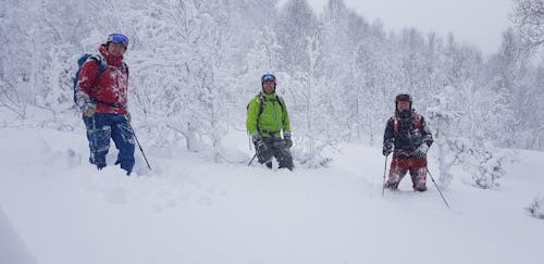 Gratis lagerfoto af bjerg, Ski, skov