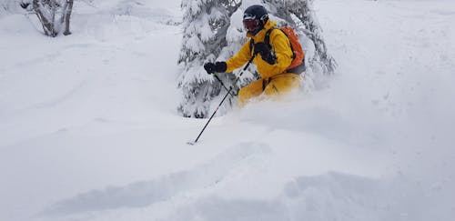 Gratis lagerfoto af gul, Ski, skov