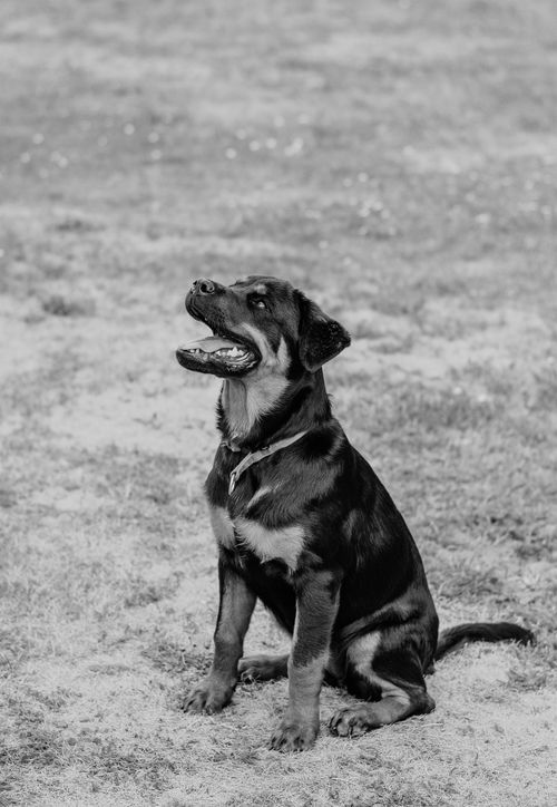 Free Black and white image of a dog sitting on grass, looking upwards with an open mouth. Stock Photo