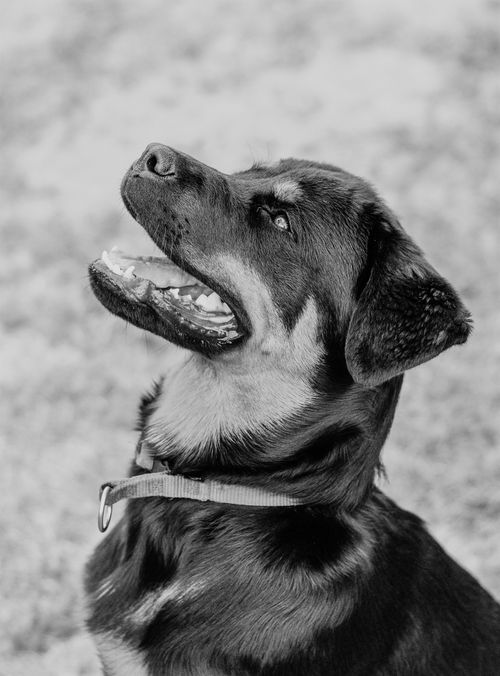Free A captivating monochrome close-up of a happy dog looking upward, showcasing its playful nature. Stock Photo