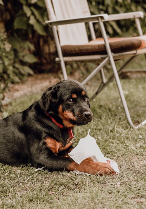 Free Adorable Rottweiler puppy lying on grass beside a chair. Perfect for pet lovers. Stock Photo