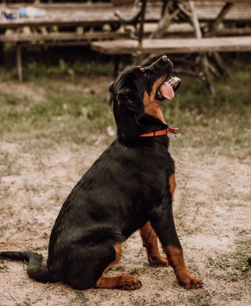 Free A Beauceron dog sitting on grass outdoors, looking upwards with its tongue out. Stock Photo