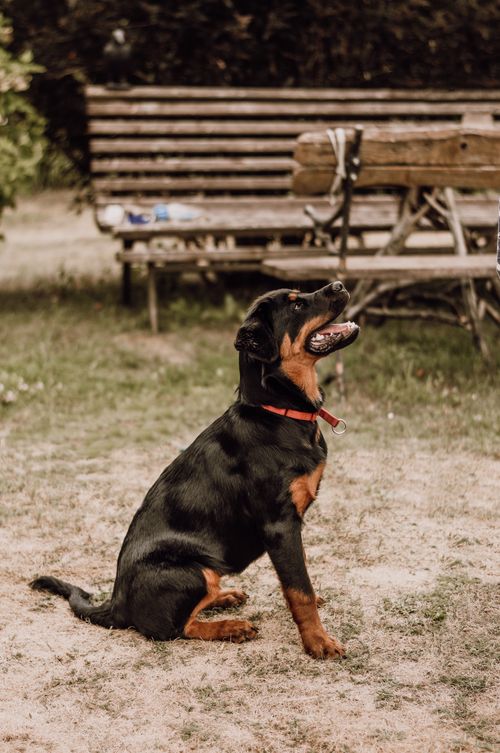 Free A Rottweiler dog with a red collar sits attentively in a park area, showcasing its loyal nature. Stock Photo