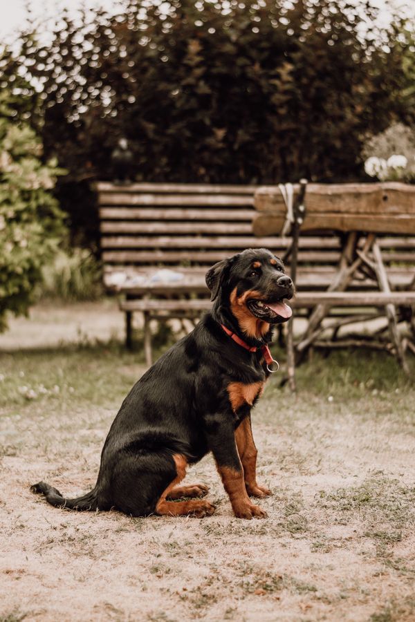 Gerçek Rottweiler köpeği portresi