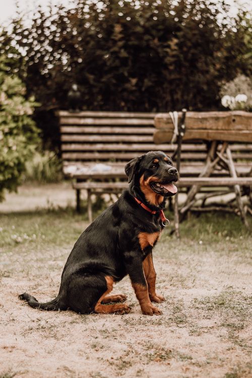 Free A Rottweiler sits on grassy ground in a rustic outdoor setting with wooden furniture. Stock Photo