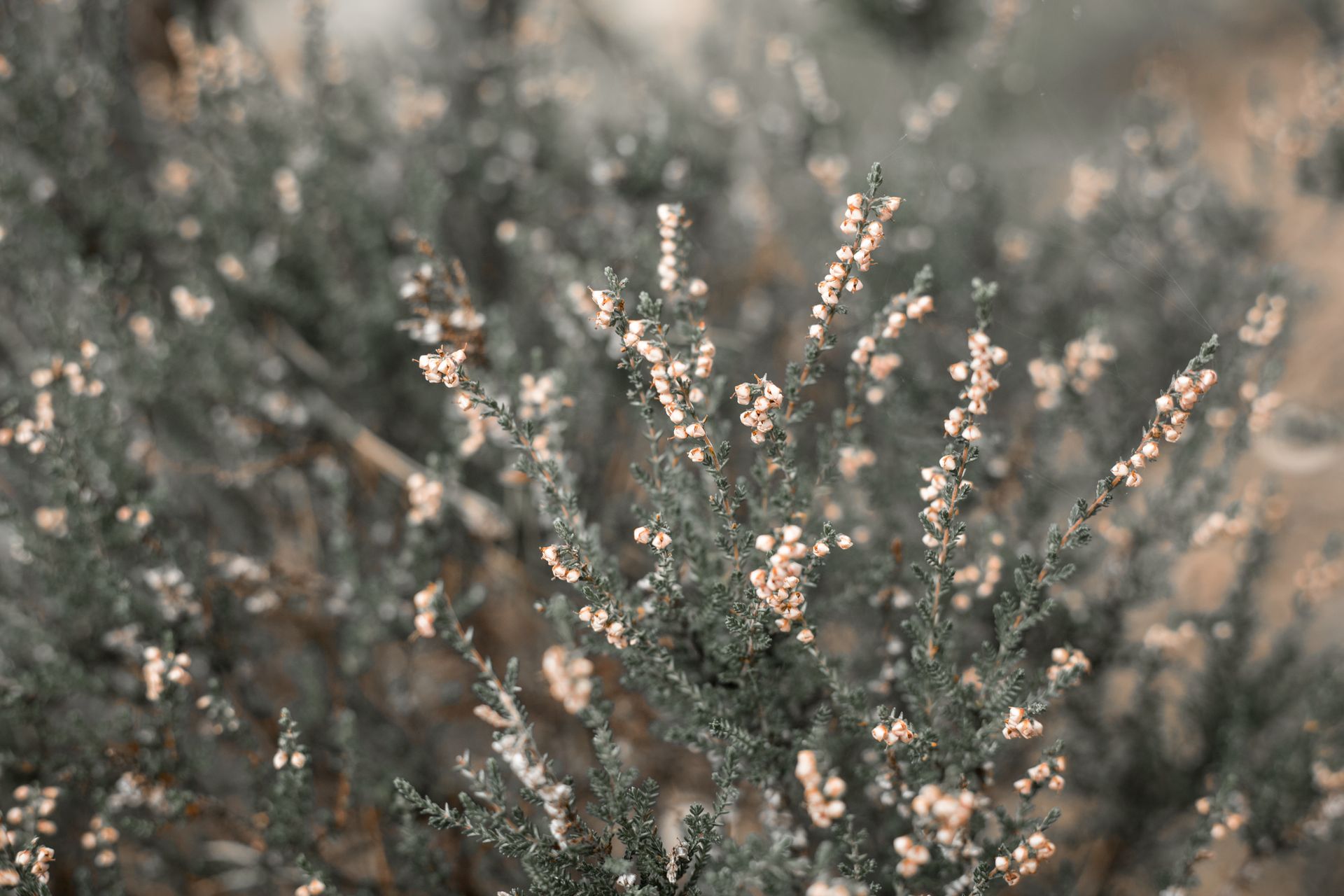 A detailed view of blooming heather plant with soft pink flowers and green foliage.