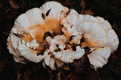White mushrooms among dry leaves