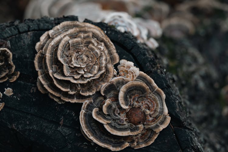 Close-up Of Trametes Versicolor 