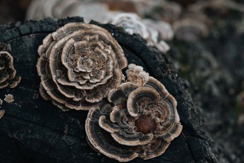 Free Detailed view of Trametes versicolor fungi growing on moist tree bark in a forest setting. Stock Photo