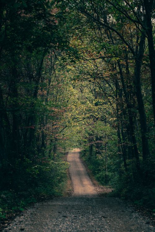 Free A tranquil dirt road winds through a lush, green forest canopy, creating a peaceful natural scene. Stock Photo