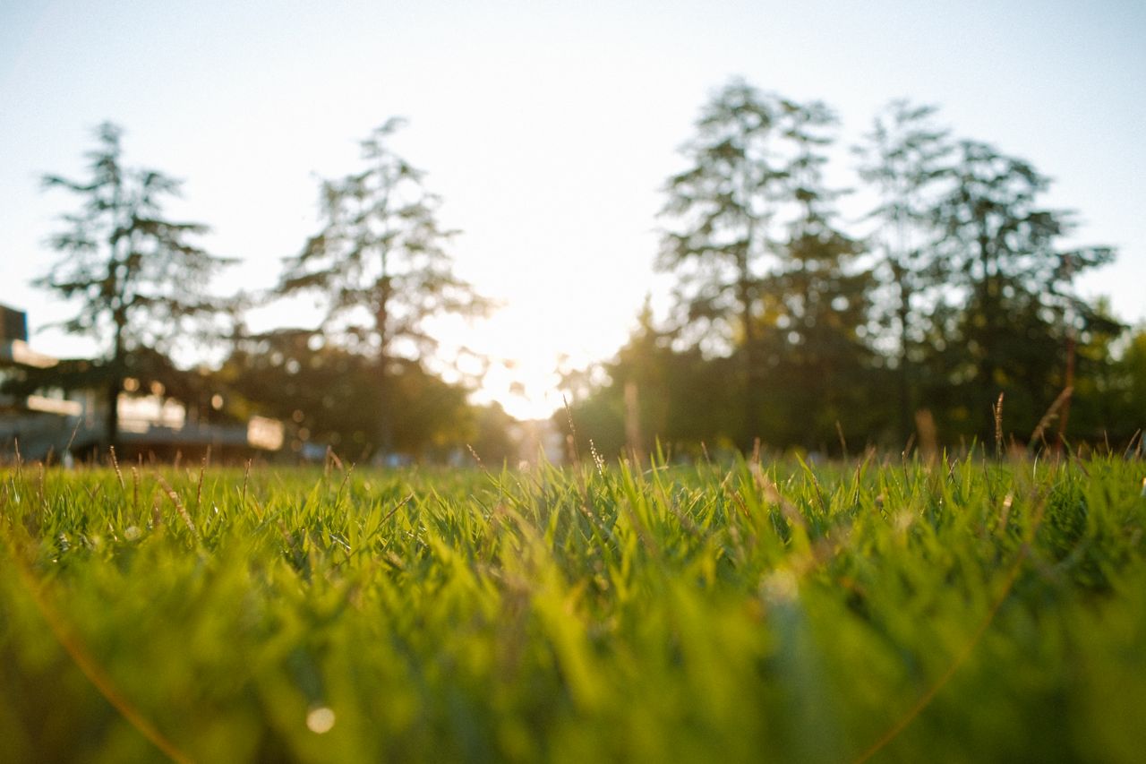 Lush green residential lawn freshly mowed in a Western New York neighborhood