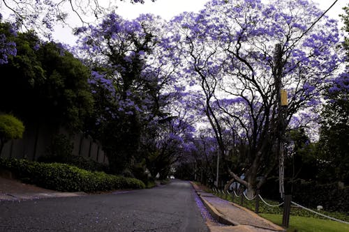 Gratis stockfoto met grote bomen, jacaranda