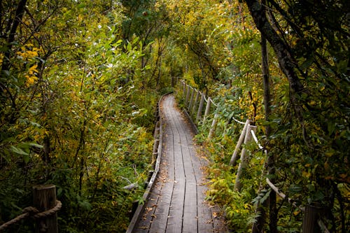 A Wooden Bridge in the Forest