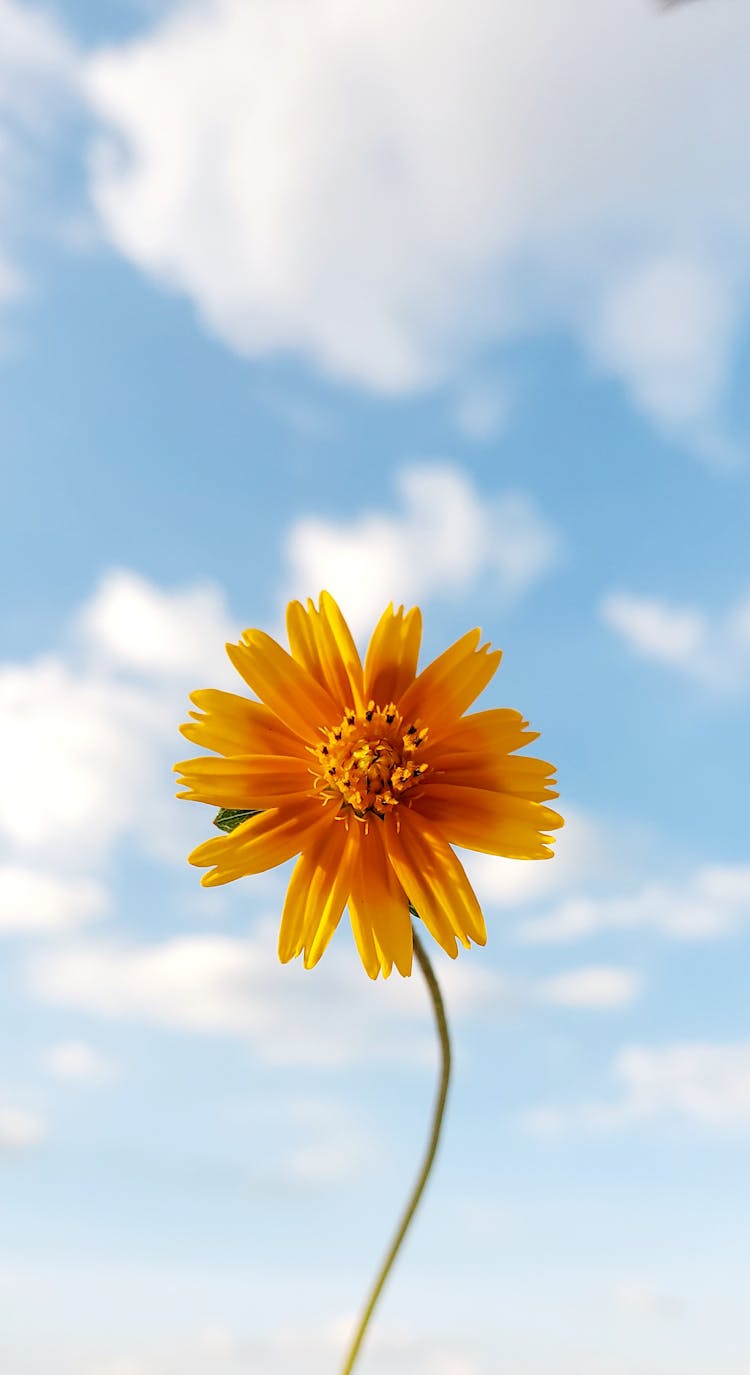 Cosmic Orange Flower With Sky Background 