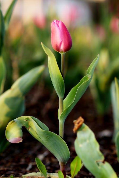 ฟรี คลังภาพถ่ายฟรี ของ กลีบดอก, ดอกตูม, ดอกทิวลิปสีแดง คลังภาพถ่าย