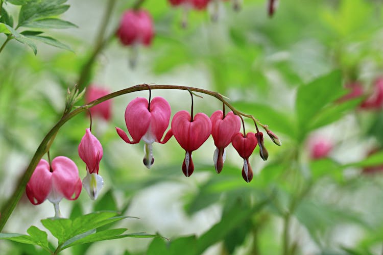 Selective Focus Photo Of Pink Pacific Bleeding Heart Flowers