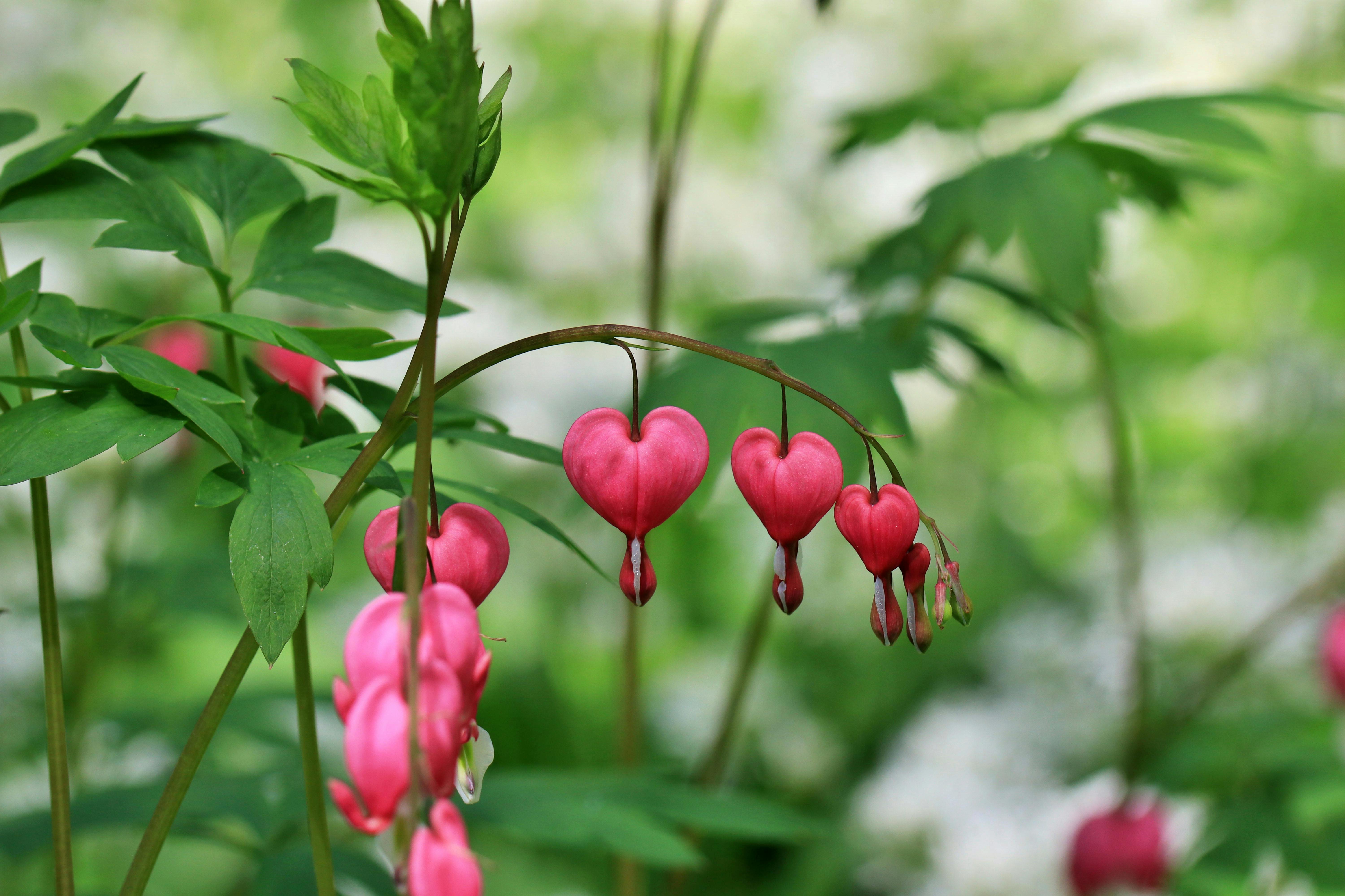 Close-up Photo of Pink and Green Caladium Plants · Free Stock Photo