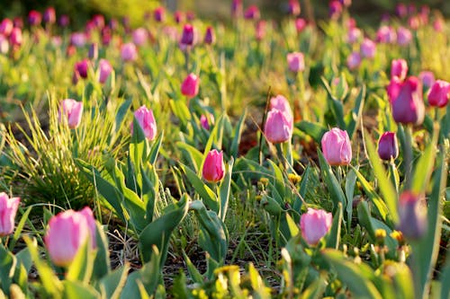 Free Pink Tulips in Green Grass Field Stock Photo