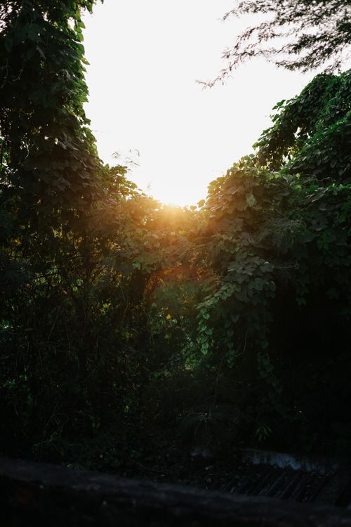 Free Sunrise casting warm light through dense green foliage in a tranquil forest setting. Stock Photo