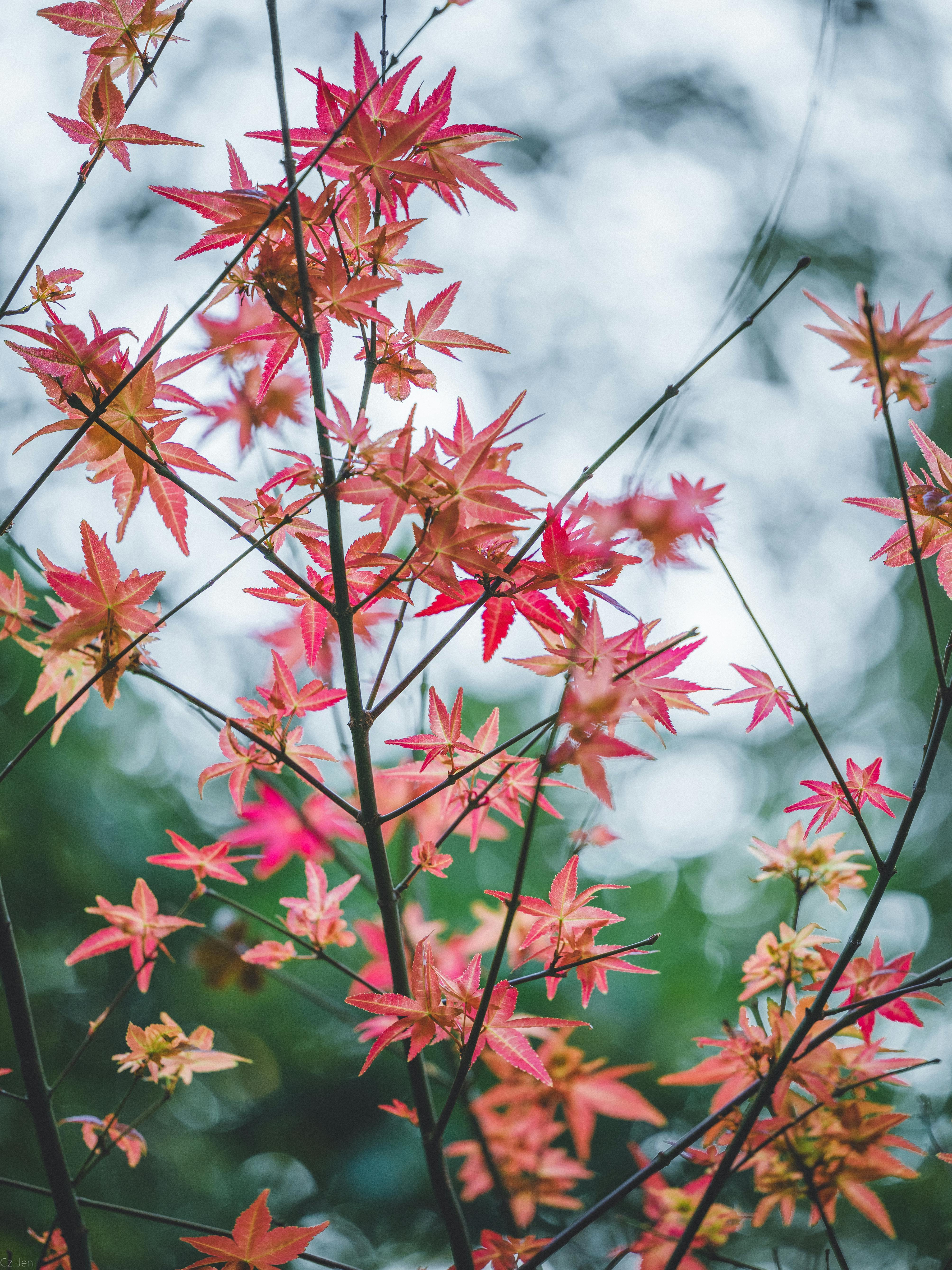 Close-up of red and orange autumn leaves on maple tree with blurred background, showcasing nature's vibrant fall colors.