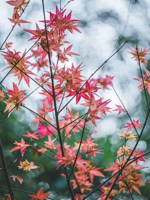 Gratis lagerfoto af efterår, efterårsblade, efterårstræ Lagerfoto