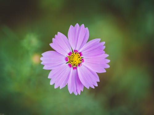 Top View of Purple Flower 