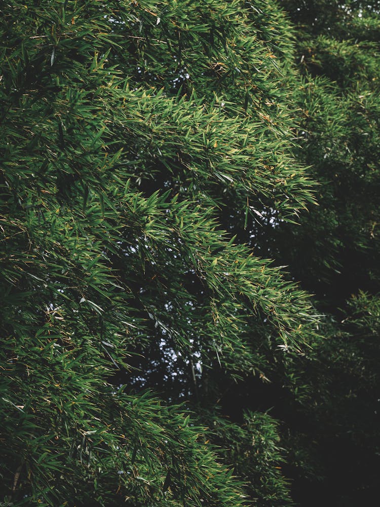 Leaves Of A Cedar Tree