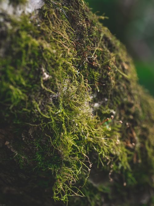 Free Detailed close-up of vibrant green moss growing on a textured rock surface. Stock Photo
