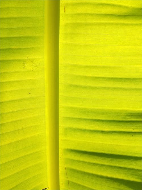 Green Banana Leaf 