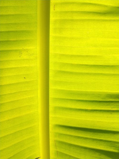 Free A detailed close-up of a vibrant green banana leaf texture, showcasing tropical beauty. Stock Photo