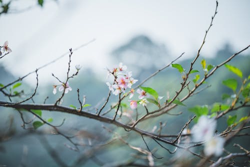 Blooming Cherry Tree Branch