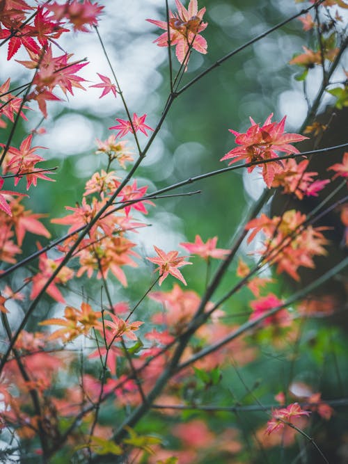 가을, 가지, 꽃의 무료 스톡 사진