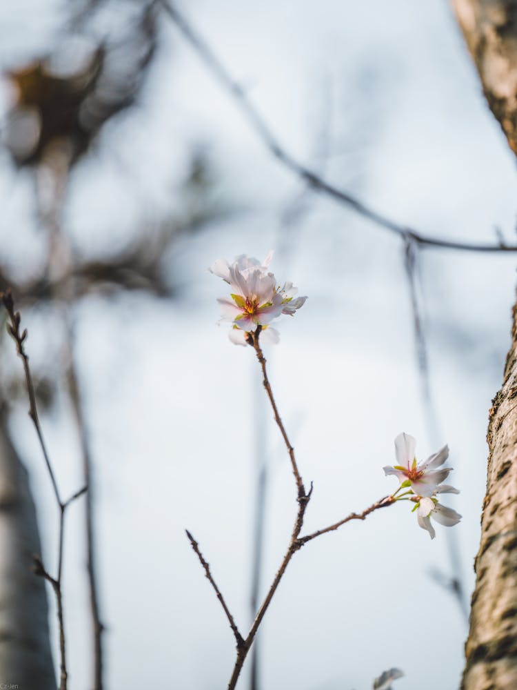 Cherry Blossoms On The Tree Branches