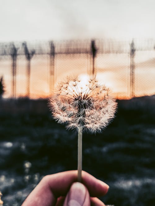 Person Holding Dandelion During Sunset
