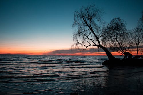 Silhouette of Trees on the Beach during Sunset