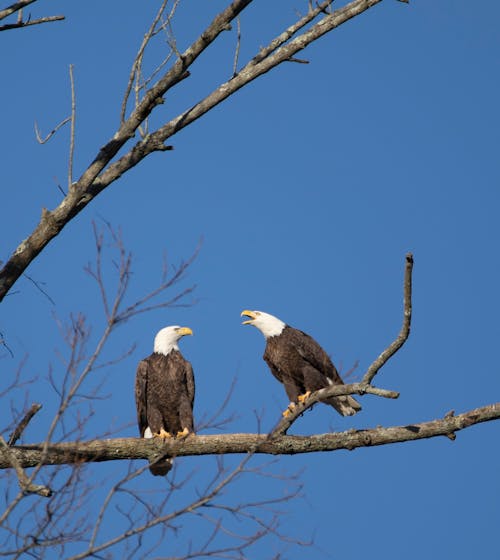 Eagles on Branches