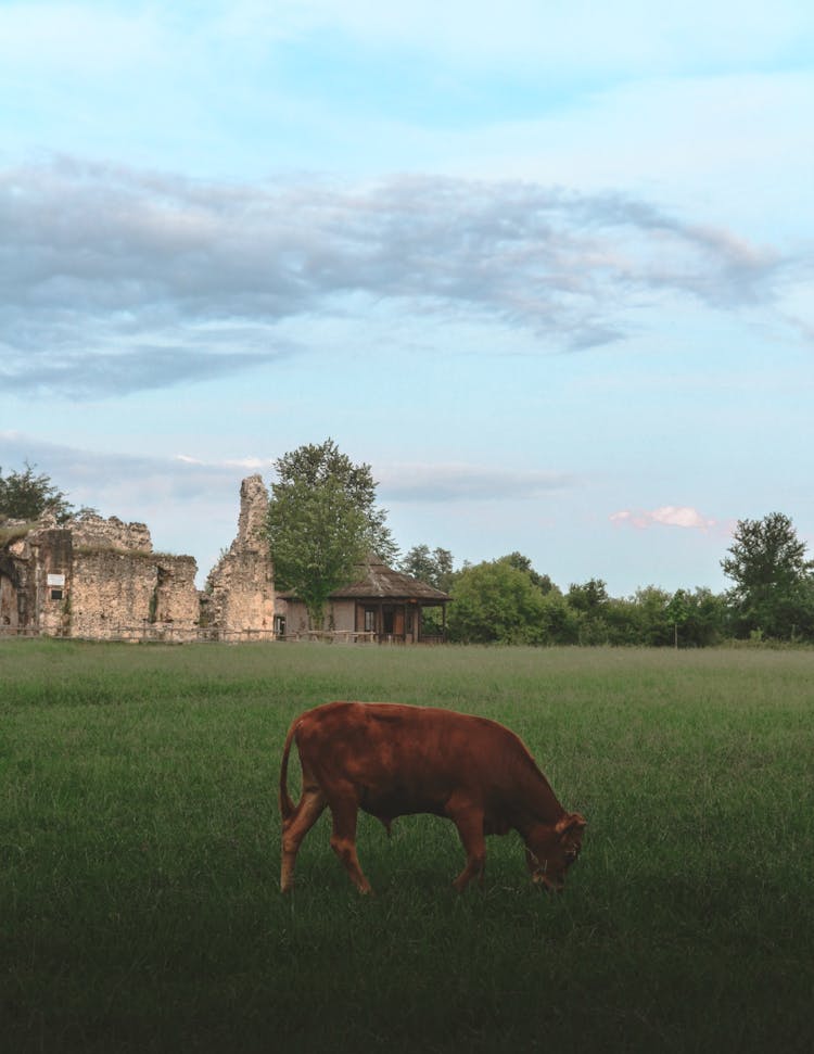 Cow Grazing On The Pasture