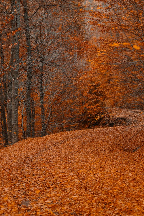 Red Leaves Covering the Ground 