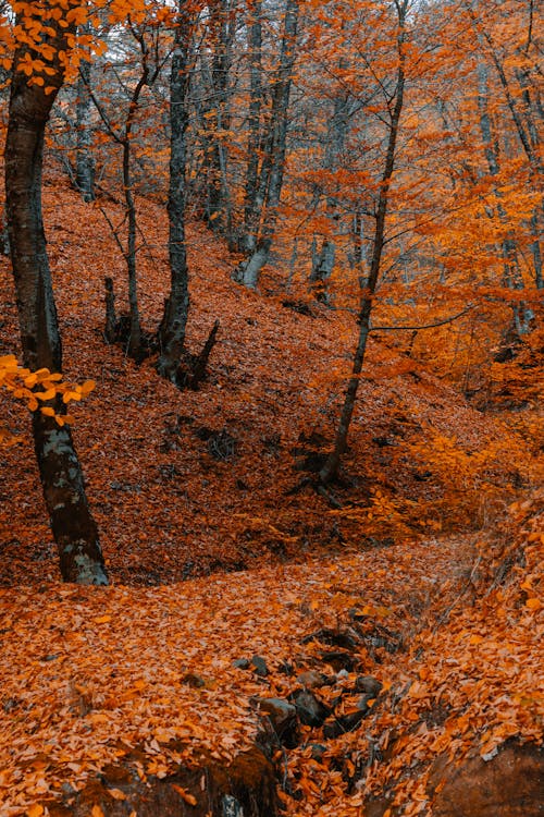 Foto profissional grátis de árvores, cênico, coberto