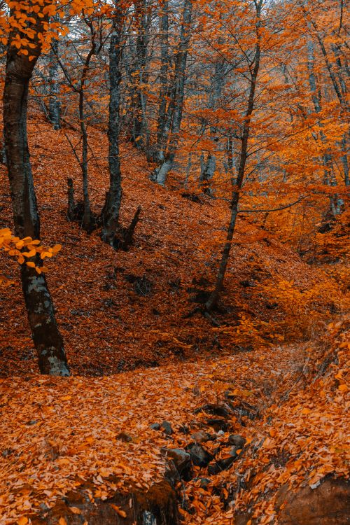 Free Scenic autumn forest view with fallen orange leaves covering the ground and trees. Stock Photo