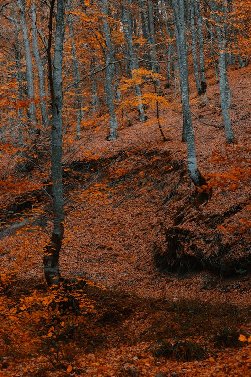 Fotos de stock gratuitas de arboles, bosque, caer