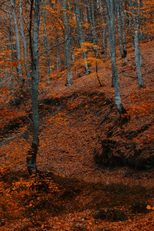 Free Explore the serene beauty of an autumn forest with vibrant orange and brown foliage. Stock Photo