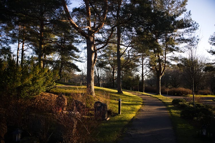 Sunny Trail In Park