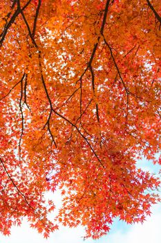 Bright orange and red autumn leaves captured from below, showcasing nature's beauty.